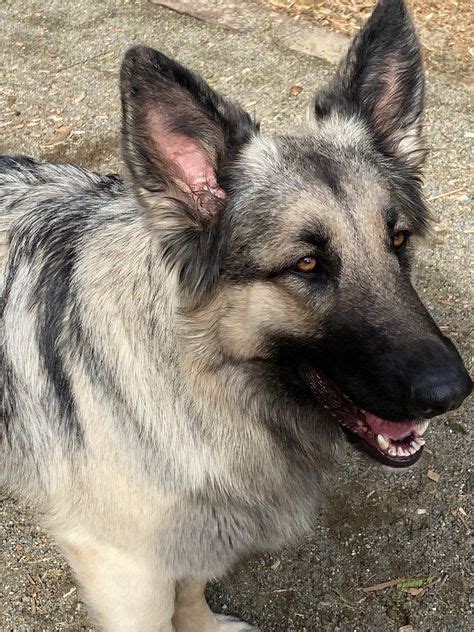 38 Just Liesl Our Silver Sable Shiloh Shepherd Ideas In 2021 Shiloh