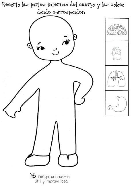50 Preescolar Partes Internas Preescolar Organos Del Cuerpo Humano Para
