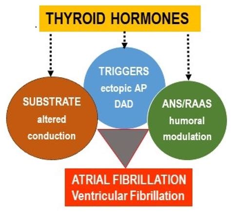 Ijms Free Full Text Pro Arrhythmic Signaling Of Thyroid Hormones