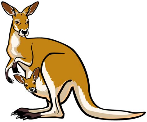 Download High Quality Kangaroo Clipart Transparent Transparent Png