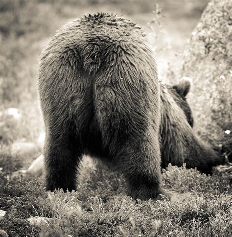 Bear Butt Photograph By Christine Bakke