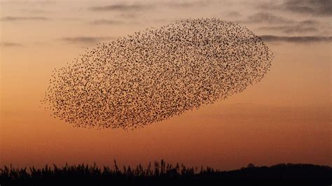 Audubons Zachary Slavin Explains Why Starling Flocks Captivate Audubon