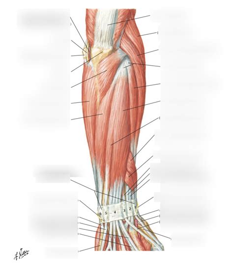 Posterior Forearm Muscles Superficial Layer Diagram Quizlet Sexiz Pix
