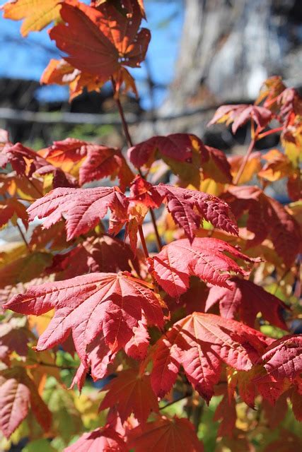 Maple Leaves Fall Autumn Red Free Photo On Pixabay Pixabay