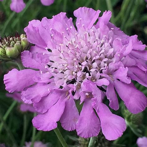 Buy Pincushion Flower Scabious Scabiosa Pink Mist Delivery By