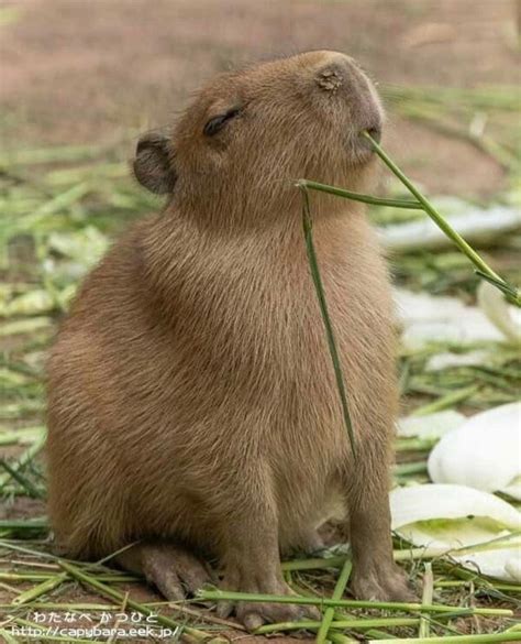 Cute Baby Capybaras Capybara