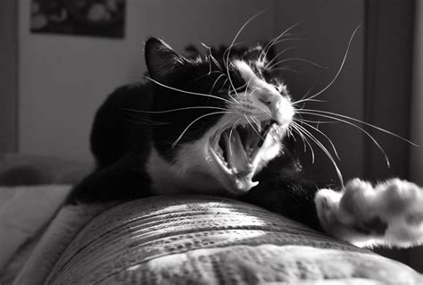 Try Making It Through This List Of Cats Yawning Without Actually