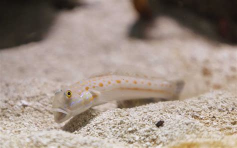 Sand Sifting Goby Choosing The Best Type And Care Guide Fish Laboratory