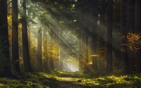 1230x768 Sun Rays Morning Forest Path Mist Trees Grass Nature