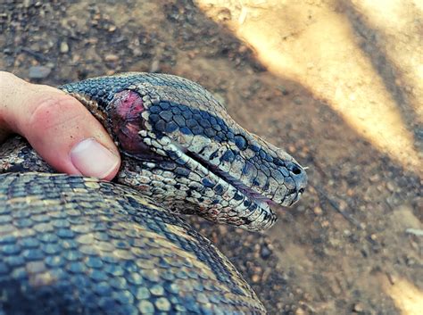 Also hungarian notation in python? Python, black mamba rescued in one very busy afternoon