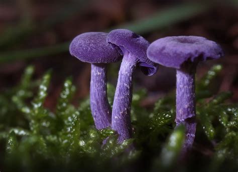 20 beautiful photos that show the magical world of mushrooms