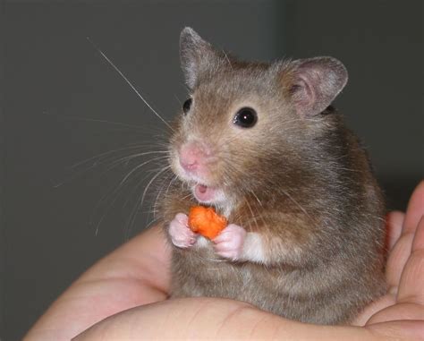 Why You Should Get A Teddy Bear Hamster