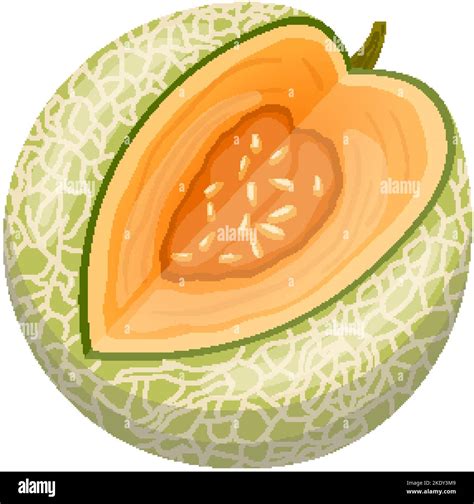 Honeydew Melon Slices Stock Vector Images Alamy