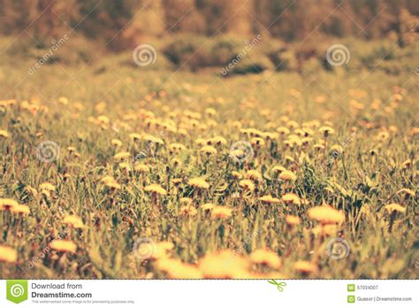 Blurred Sunny Photo Meadow Of Many Yellow Dandelions Flowers Stock