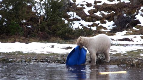 Polar Bear Cub Wrestling With Plastic Drum Youtube