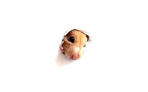Hamster Backgrounds Images 1920x1200 76 Kb Cover Photos Hamster