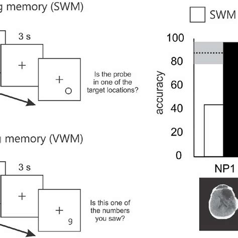 Schematics Of The Spatial And Verbal Working Memory Tasks And Results