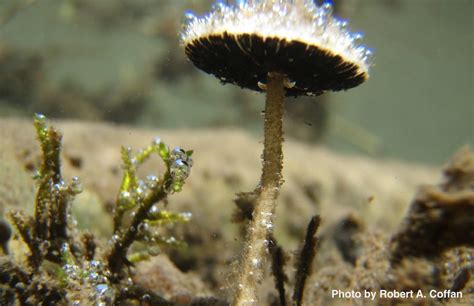Mushrooms Underwater