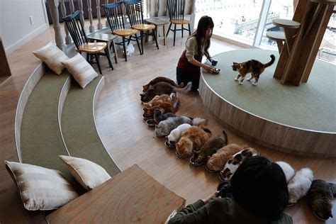 A cat café is a theme café whose attraction is cats that can be watched and played with. Mocha Cat cafe in Harajuku Tokyo, Japan | Cat sanctuary ...