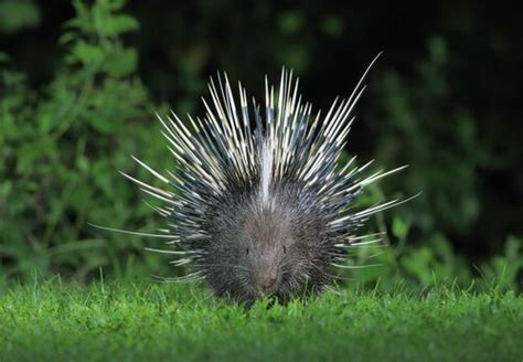 Porco espinho de crista conheça suas características e hábitos Meus