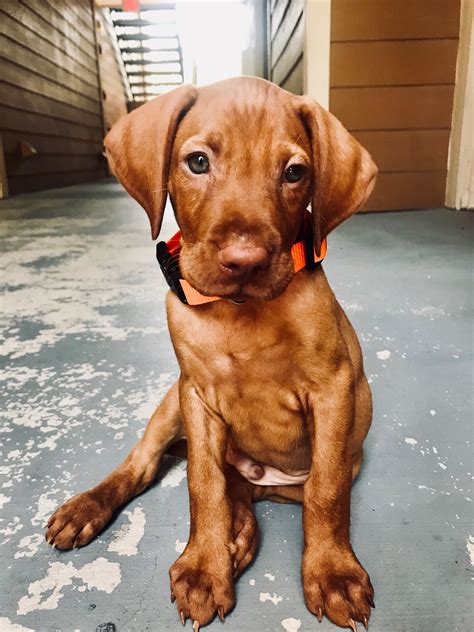 There are 2 girls & 2 boys left from a litter of 7, all of which are solid liver in colour, some have longer. Hungarian Vizsla Puppies For Sale | Como, TX | Vizsla ...