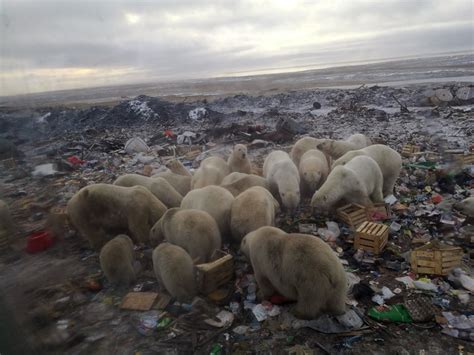 Russian Islands Declare Emergency After Polar Bear Invasion