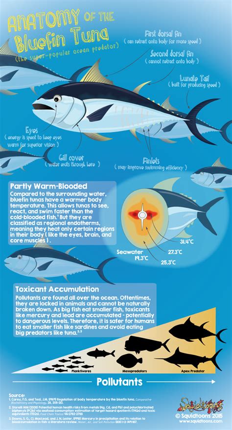 Anatomy Of The Bluefin Tuna Thunnus Thynnus Marine Biology Fish