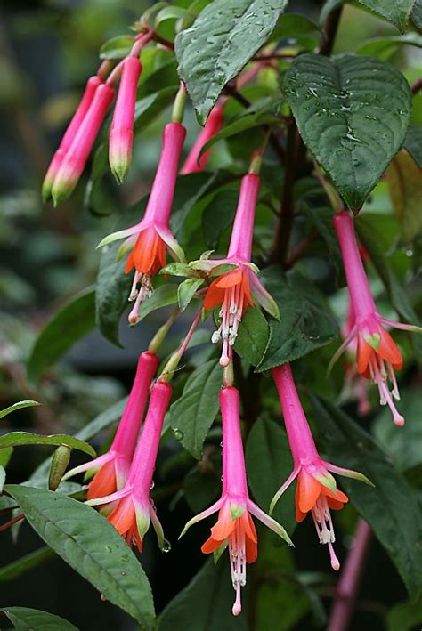 Over 413 fuchsia bush pictures to choose from, with no signup needed. Hardy Fuchsia denticulata blooms cocktail colors - SFGate