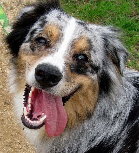 Dog Smile The Complete Definition Of Happiness Smiling Dogs Aussie