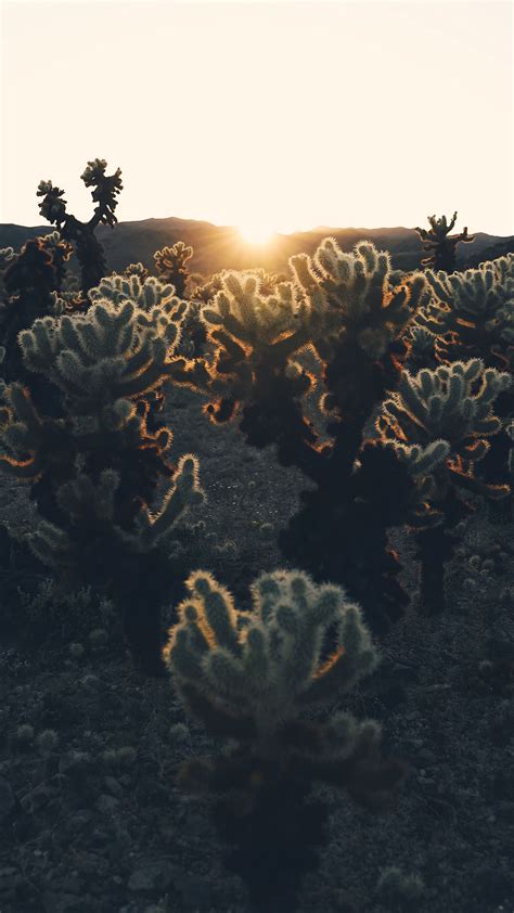 Download Wallpaper 2160x3840 Cacti Sun Sunlight Sunset Plants
