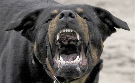 Diese liebevollen und loyalen blödmänner können große haustiere machen. Rottweiler-One of most deadliest dog on earth