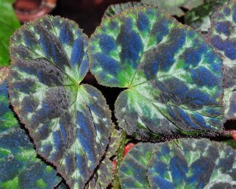 Begonia luzhaiensis | Begonias | Pinterest | Unusual plants, Plants and Exotic plants