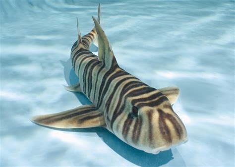 Zebra Shark Wallpapers Images Photos Pictures Backgrounds