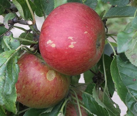 Fiesta Apple Tree £2250 Dessert Apples Mid Season Apple Trees