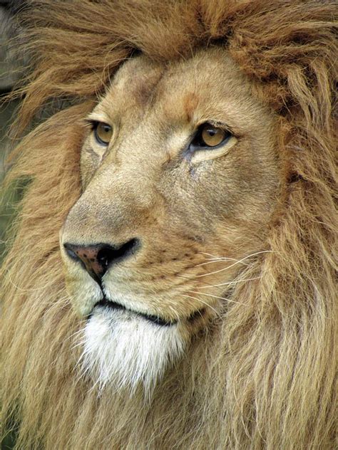 Male African Lion Face