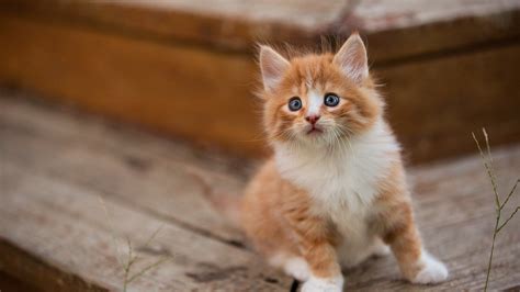 Cute Kitty Litter Photo