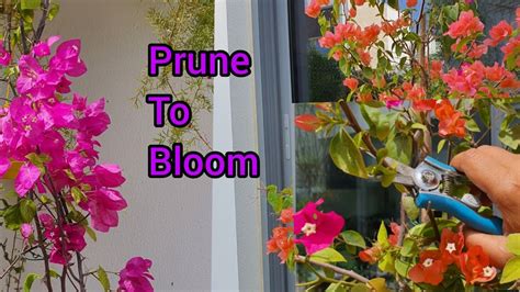 Bougainvillea Pruning How To Prune Bougainvillea How To Get More
