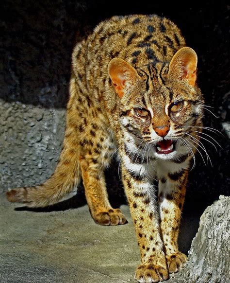 Through Golden Eyes The 6 Most Endangered Feline Species