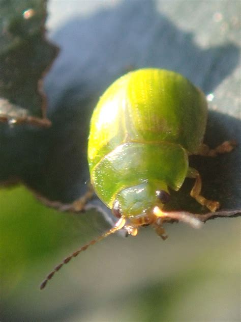 The Green Lilly Pilly Beetle Paropsides Calypso Is A Member Of The