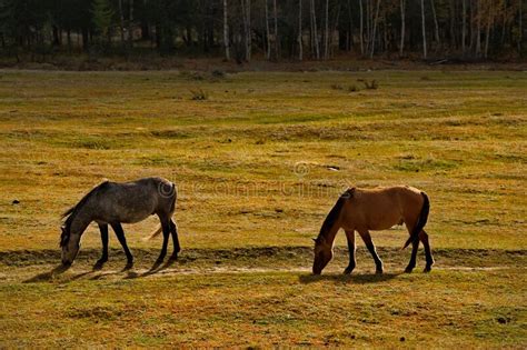 Horses In The Contour Light Stock Photo Image Of Mountain Gorny
