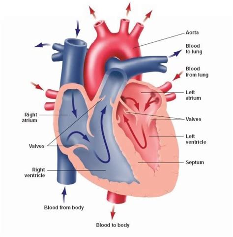 The focus is the place inside earths crust where an earthquake originates. Simple Human Anatomy Diagram . Simple Human Anatomy ...