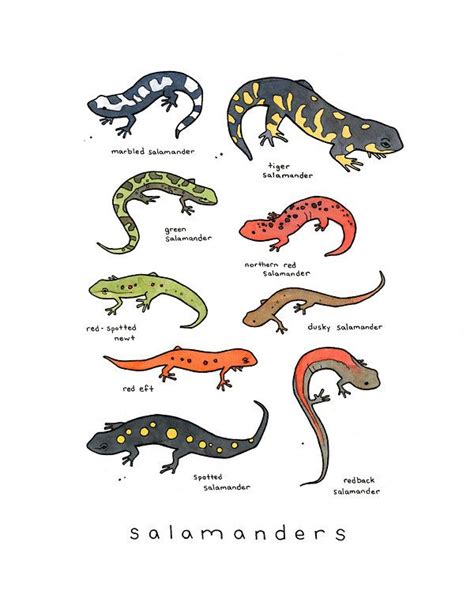 Salamanders Picture National Geographic