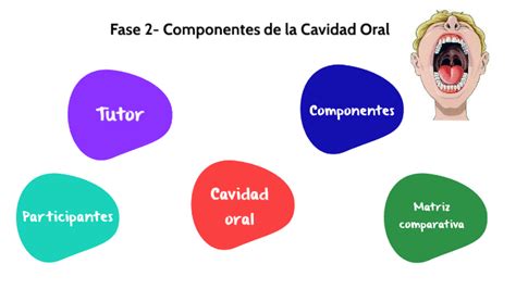 Fase Fase Componentes De La Cavidad Oral By Andres Sanchez