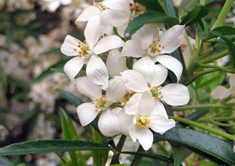 Grandi alberi con i fiori bianchi; Fiori Bianchi: le 5 varietà più belle e semplici da coltivare!