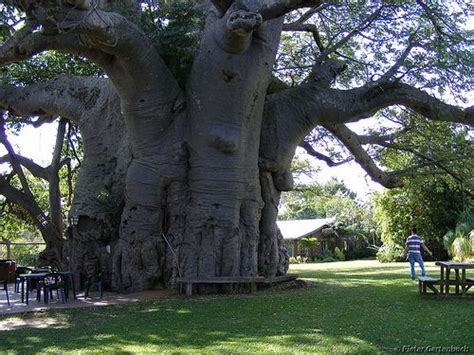 the sunland pub in the limpopo province of south africa a small pub inside a baobab tree that