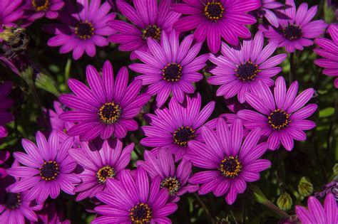 Background Purple African Daisies Free Stock Photo - Public Domain Pictures