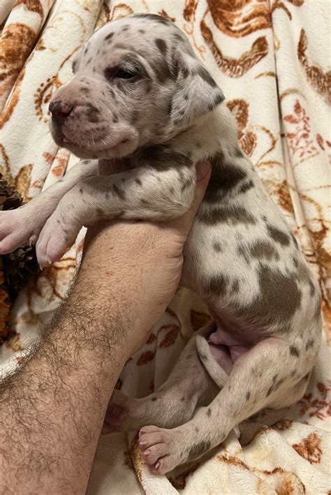 Akc Chocolate Harlequin Great Dane Great Dane Puppies For Sale In