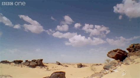 Krzycząca żaba pustynna - YouTube