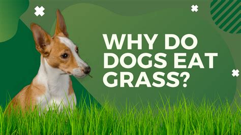Comprehensive Guide To Understanding The Reason Why Dogs Eat Grass