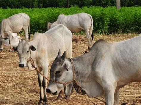 Bengaluru Man Arrested For Unnatural Sex With Cows Karnataka शख्स को